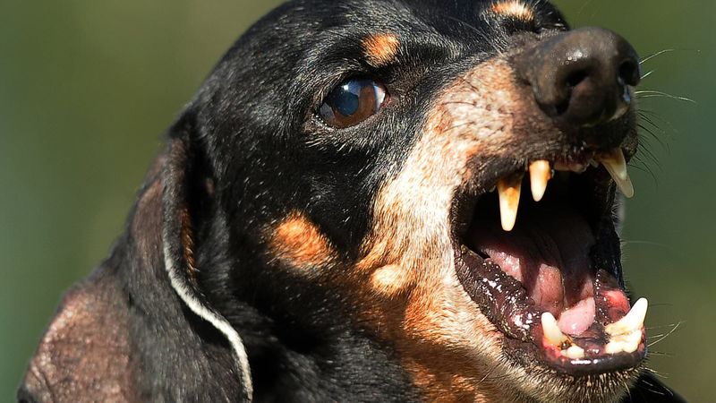 Dachshunds