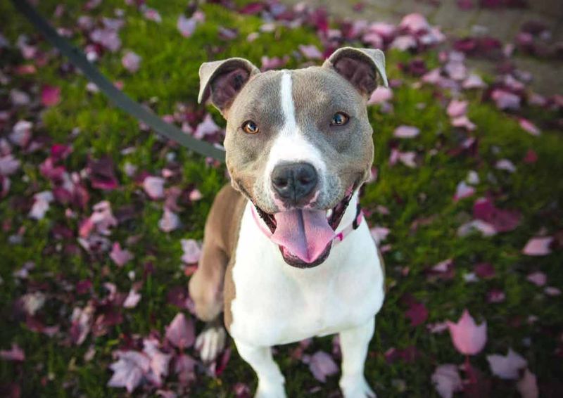 Pit Bulls: Misunderstood Protectors