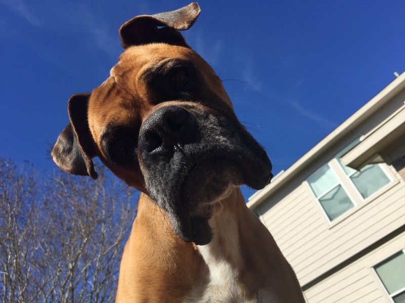 Boxers Require Constant Monitoring