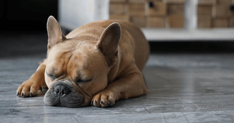French Bulldogs: Professional Snorers