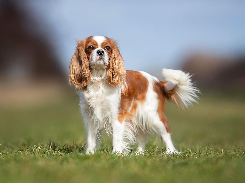 Cavalier King Charles Spaniels: Heart Health Hazards