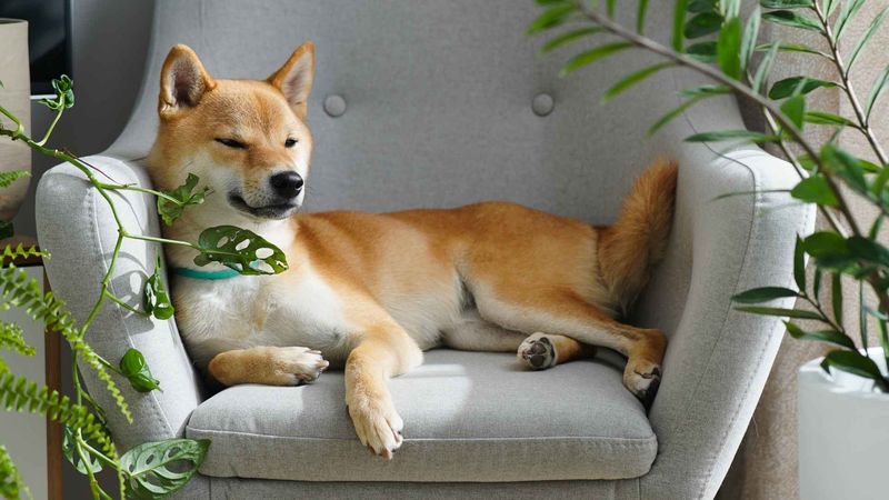 Shiba Inus: The Cat-Like Canines