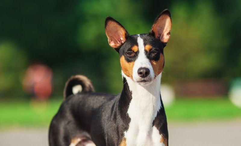 Basenji Blend: The Polite Housemate