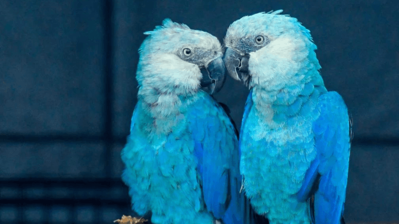 Spix's Macaw