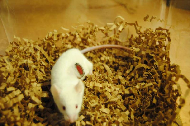 Small Rodents