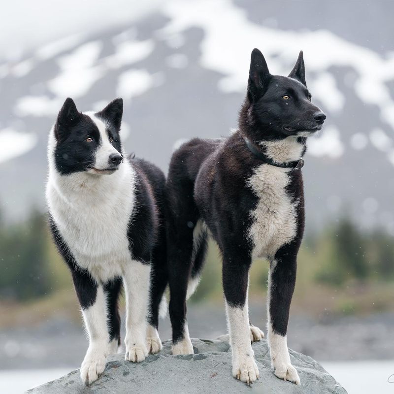Karelian Bear Dog