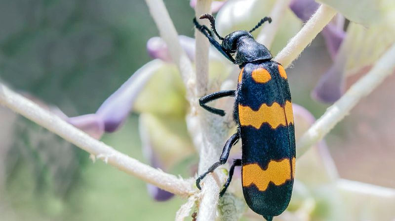 Blister Beetle