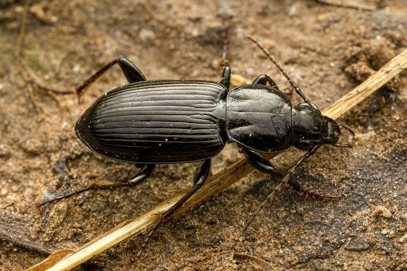 Ground Beetles: Midnight Pest Patrol