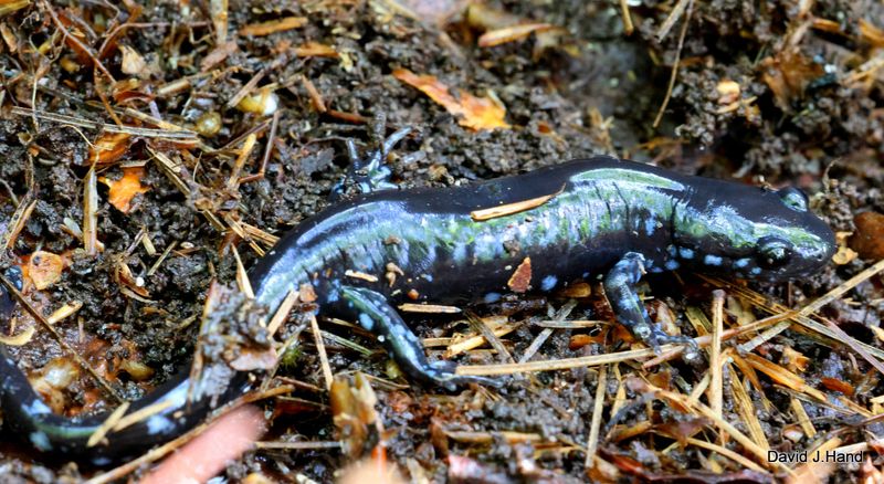 Blue-Spotted Salamander: Electric Blue Warning