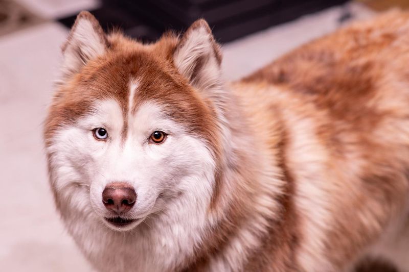 Wooly Husky