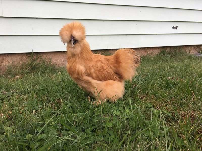 Buff Silkie: The Living Stuffed Animal