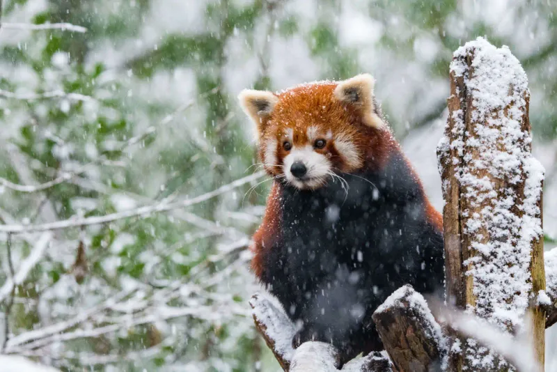 Surprising Cold Weather Warriors