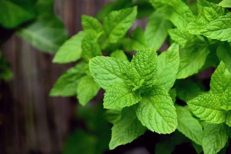 Mint Tea
