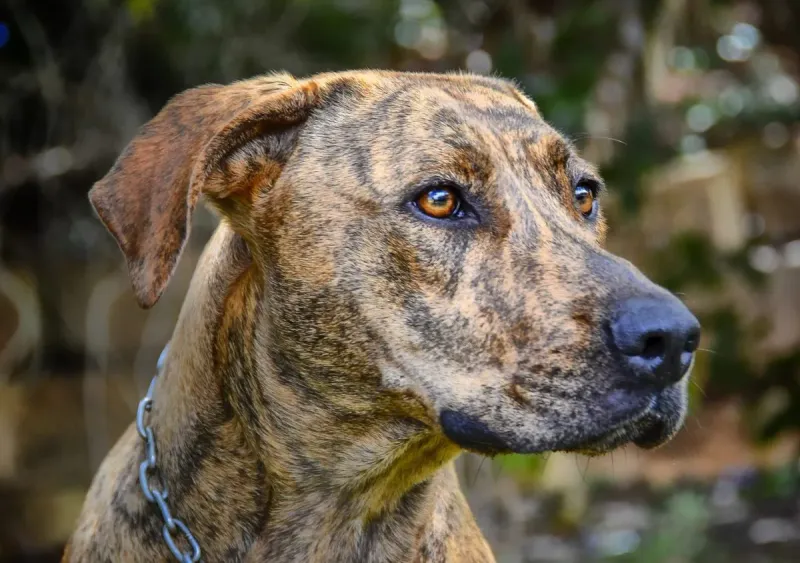 Plott Hound