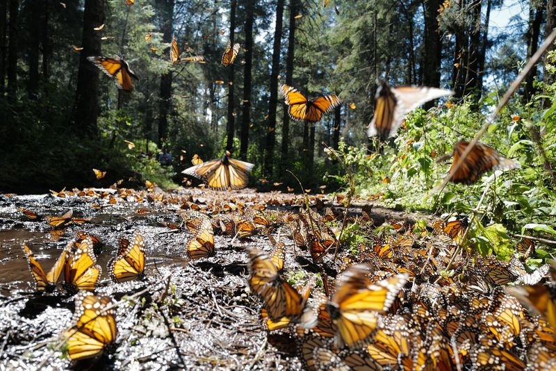 Weather Patterns Trigger Massive Butterfly Movements