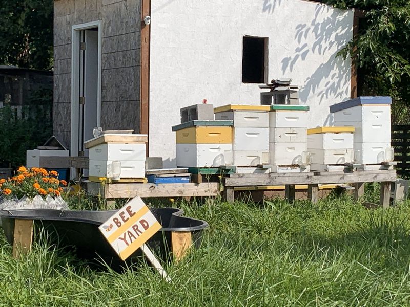 Bee-Friendly Municipalities Change Policies