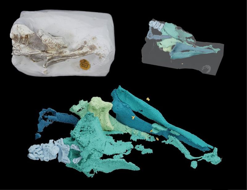 Advanced Imaging Techniques
