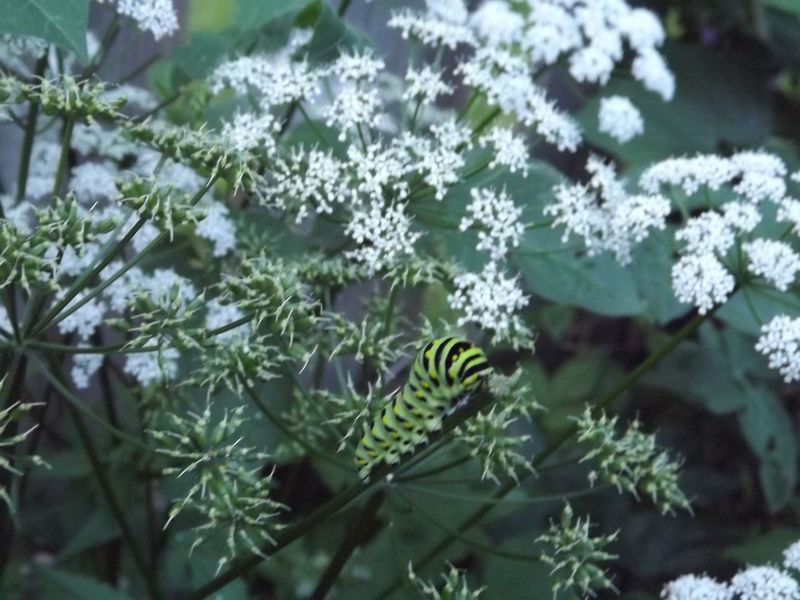 Queen Anne's Lace