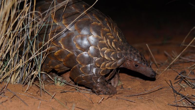 Pangolin