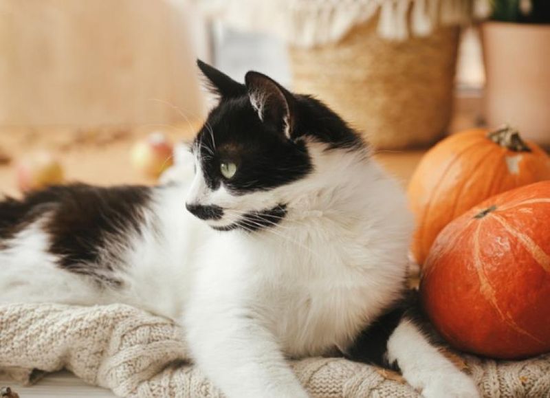 Pumpkin Water Blend
