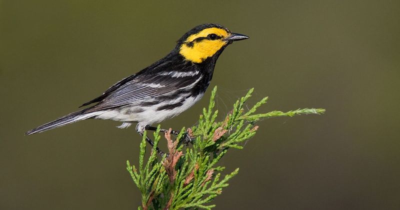Golden-Cheeked Warbler