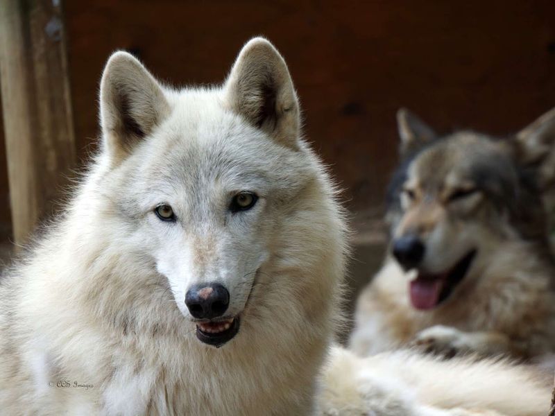 Wolfdogs From Failed Exotic Pet Situations
