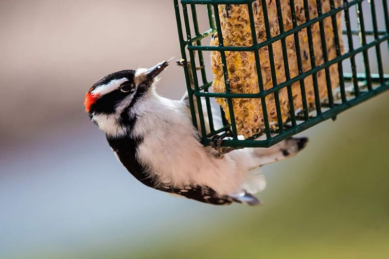 Avoid Suet Or Use No-Melt Varieties