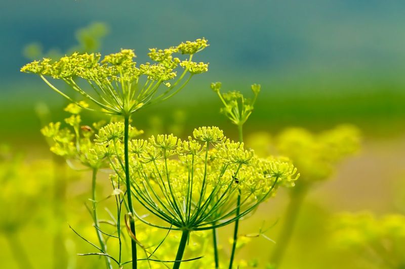 Fennel Feast