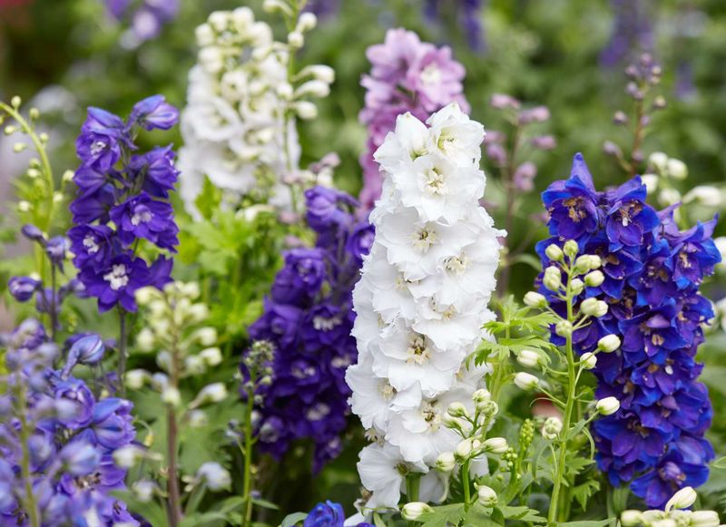 Larkspur