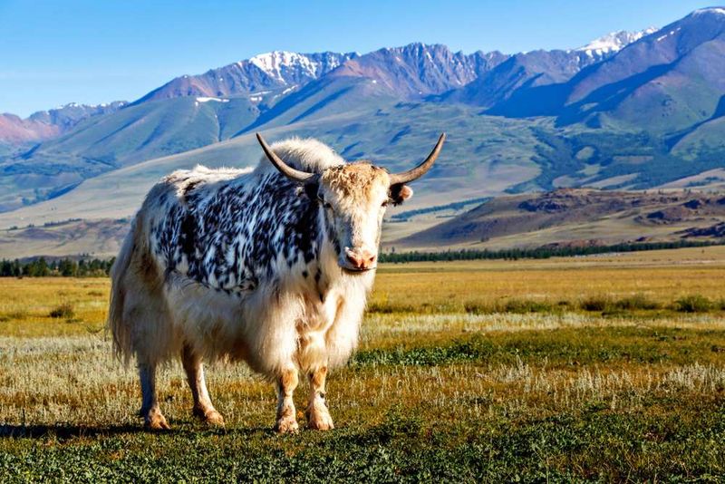 Cold-Conquering Yaks