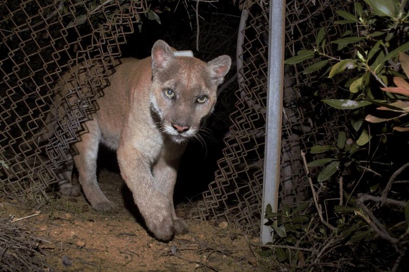 Mountain Lions Stalking Empty Streets