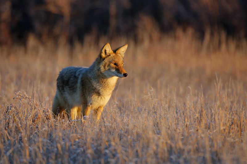 Coyote