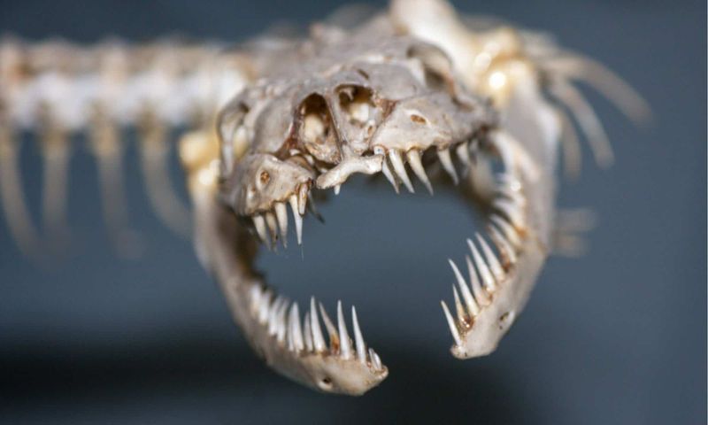 Revolutionary Feeding Mechanisms