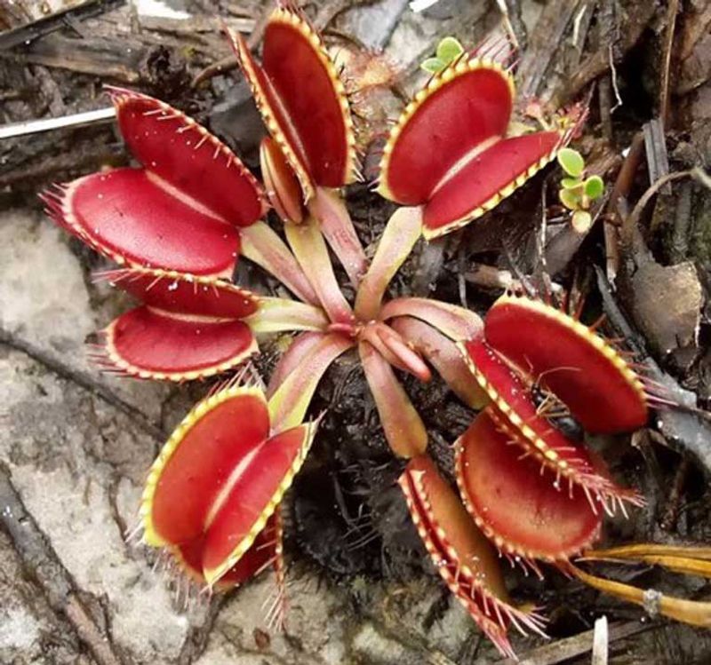 Increased Extinction Risk For Plants