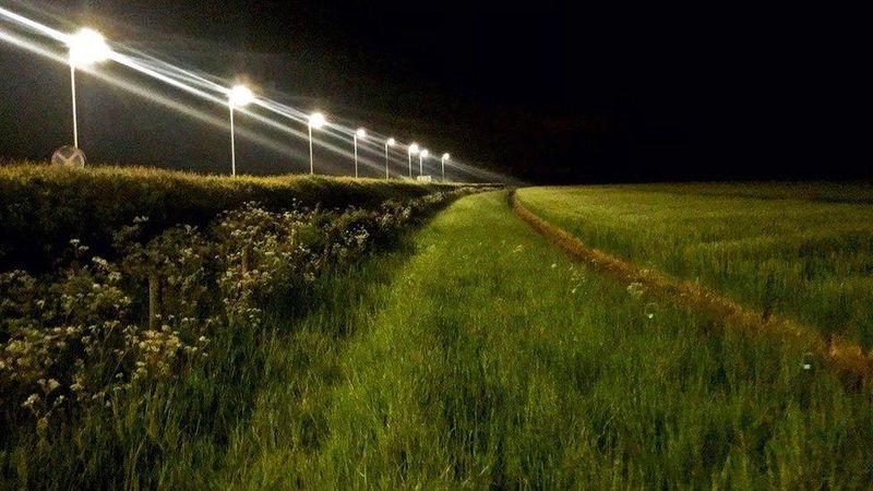 Light Pollution Silences Night Creatures
