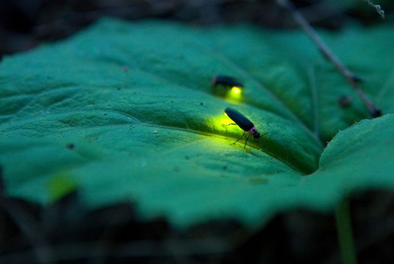 Why Fireflies Are Essential To Ecosystems
