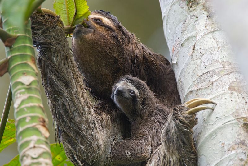 Sloths' Slow Reproduction Rates
