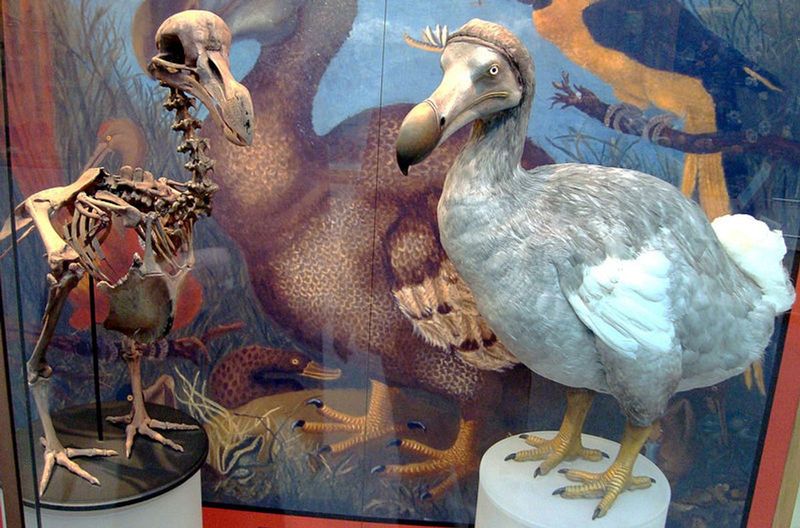 The Illusion Of Solving Biodiversity Loss Through De-Extinction