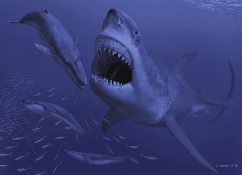 Decline In Prey Impacted Their Survival