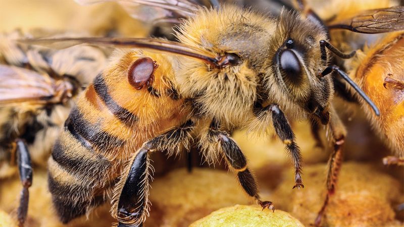 Deadly Mites Invade Hives