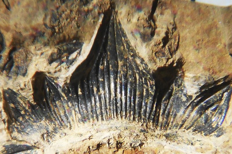 Citizen Scientist's Lucky Find