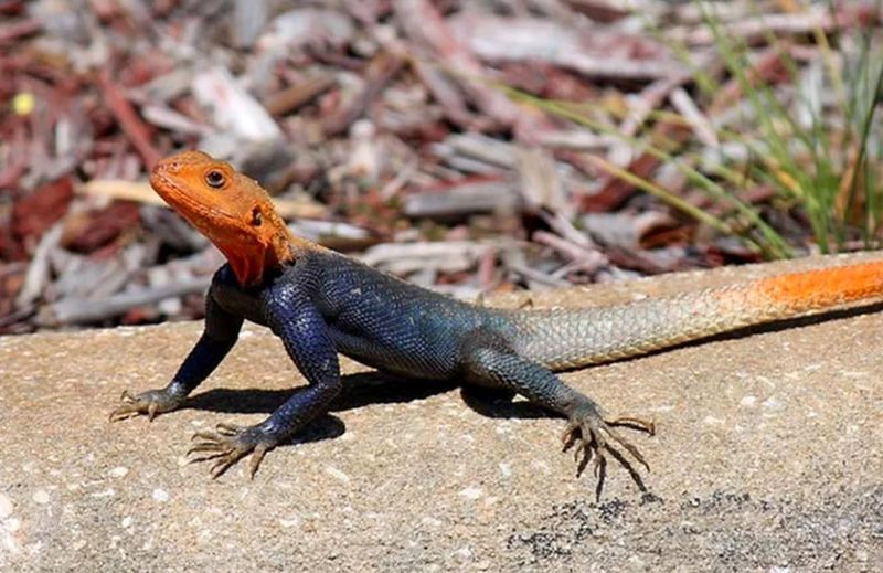 Confused With Native Lizards
