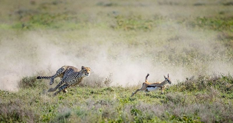 Evolutionary Drivers