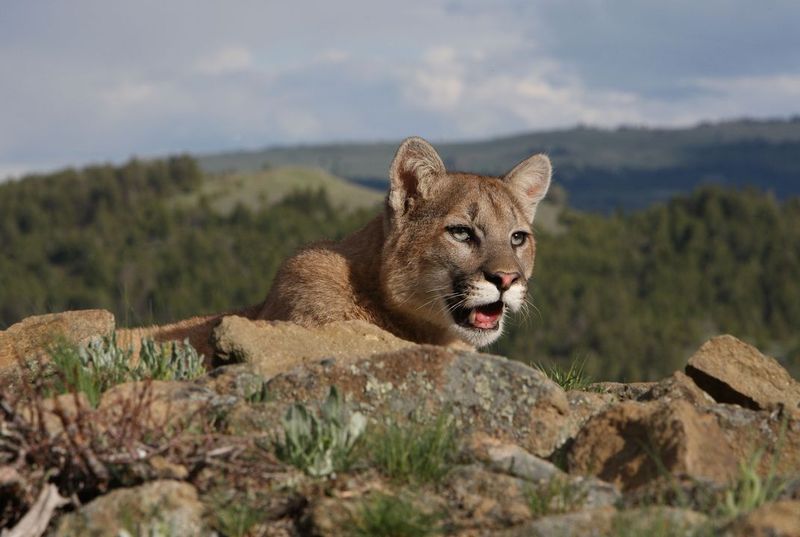 Ecosystem Balance Depends On Predator Movement
