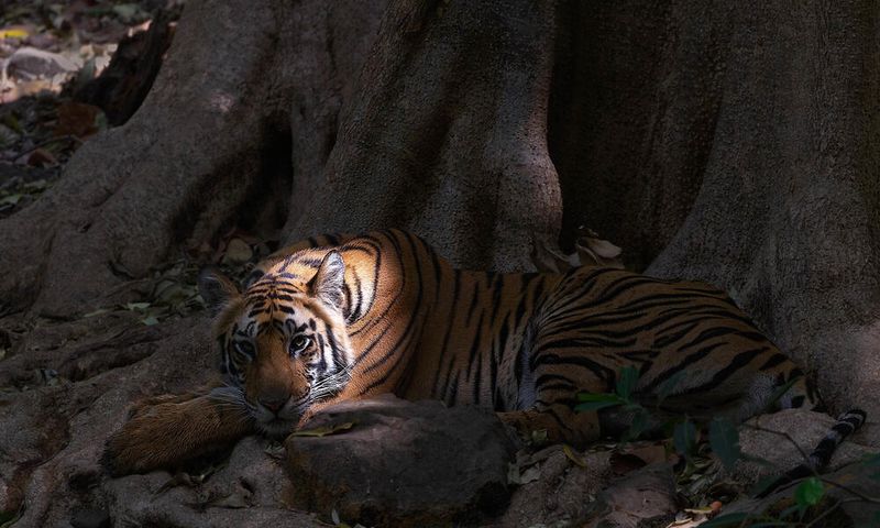Poaching And The Illegal Wildlife Trade Continue To Threaten Populations