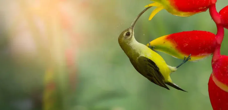 Biodiversity Loss Isn't Just About Wildlife