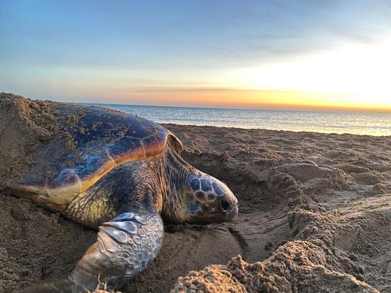 Reptiles And Mammals Also Trapped By Heat