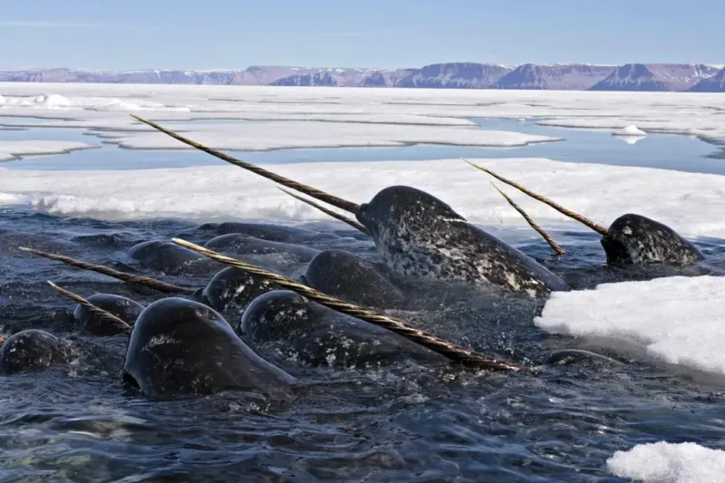 Scientists Track Them With Satellites