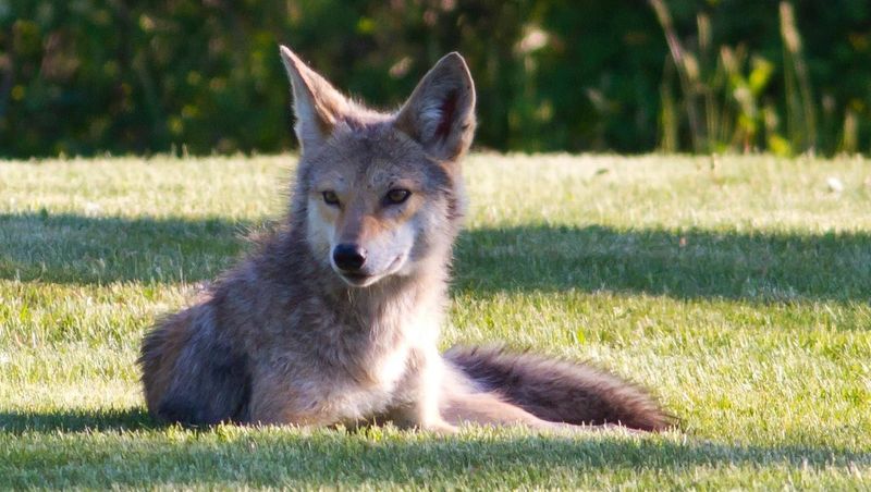 Booming Small Animal Populations