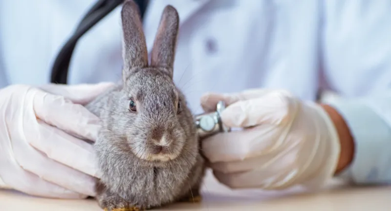 Artificial Insemination Programs